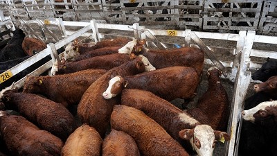 Mercado de Liniers: plaza sostenida con poca hacienda de calidad