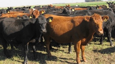 Novillitos más caros que los terneros: el consumo le gana a la producción