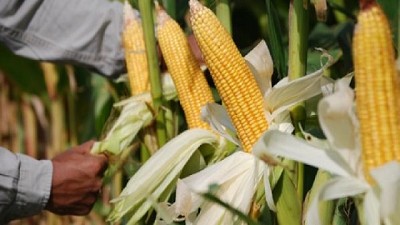 Prueban con éxito estrategias de biocontrol contra hongos del maíz