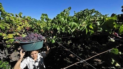 En 2017, cada hectárea de vid produjo 170.000 pesos