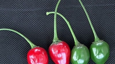 ¡Picante! En Salta, el ají atrae a productores e investigadores