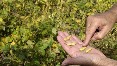 Por la sequía se pierden 5.895 millones de dólares