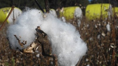El algodón quiere volver a ser patrón en su pago