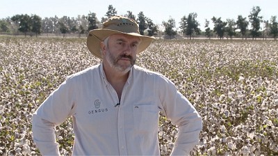 En algodón, Brasil nos gana por goleada