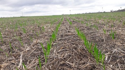 La cadena triguera juega en equipo para avanzar