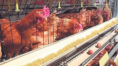 En vísperas de su día, la avicultura busca mayor competitividad