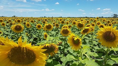 El girasol tiene mucho potencial para crecer en el NEA y el norte santafesino
