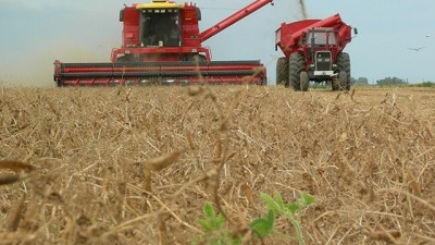 Arveja: una alternativa para potenciar la secuencia de cultivos en la zona núcleo