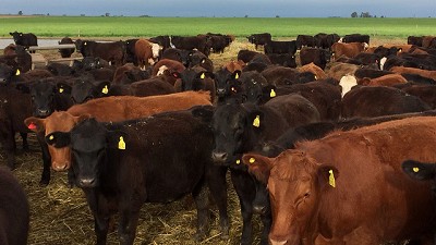 Por la suba de los costos, empeoró el negocio ganadero