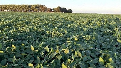 Detalles de cosecha e impacto del clima en la zona Sudeste de Buenos Aires