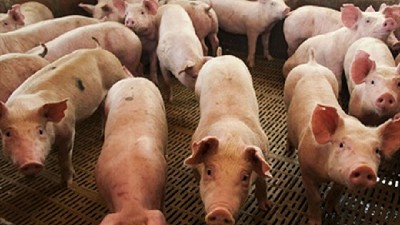 Quebranto: productores de cerdos advierten que pierden más de $4 por kilo