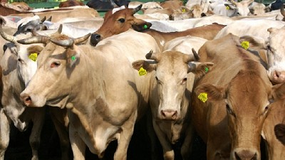 Buscan afianzar la sanidad y producción ganadera de la región centro