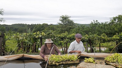Actualización de datos del Monotributo Social Agropecuario