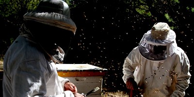 Trazabilidad Apícola online: nuevo sistema para los productores