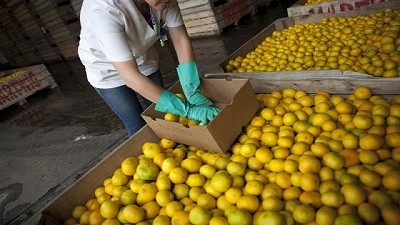 La exportación de cítricos favorece las economías regionales