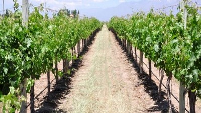 Estudios bioecológicos mejoran el control de la polilla de la vid