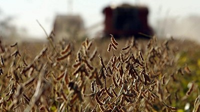 Dan por finalizada la peor campaña de soja de los últimos 9 años