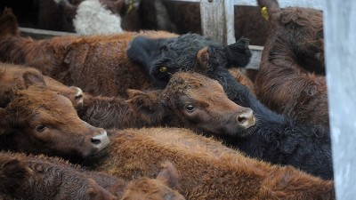 Mercado de Liniers: Se vendió mucha vaca y poco ternero