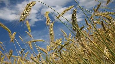 Las gramíneas van por más: conquistarían medio millón de ha - GEA - BCR