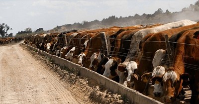 La ganadería, tras la huella del agro