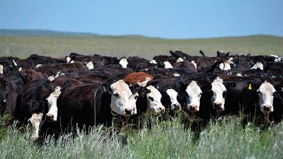 Cuota Hilton: el 94,5% refleja el buen momento exportador