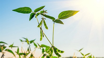La incertidumbre es el factor que amenaza a la soja, por Pablo Adreani