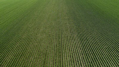 Los dólares fuertes del campo recién ingresarían desde diciembre