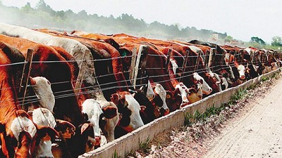 Cómo hizo un productor para ahorrar US$800.000 en energía y US$1 millón en fertilizantes