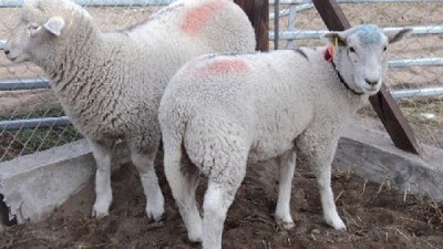 En el sur, evitan el sobrepastoreo con alambrados virtuales