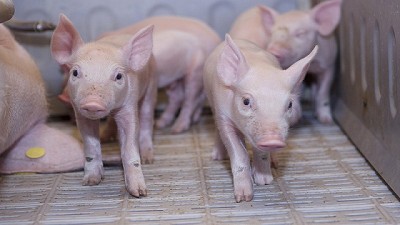 Nuevo Plan de Contingencia para Síndrome Porcino