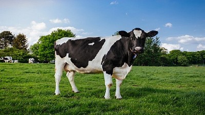 En Brasil el precio de la leche al productor se incrementó 28%