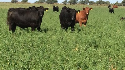 Monitoreo de plagas en el cultivo de Alfalfa
