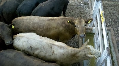 Mercado de Liniers: precios destacados por lotes puntuales de terneros