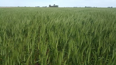 Un año para ponerle todo al Trigo