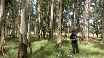 Forestaciones aumentan la capacidad del suelo de oxidar metano