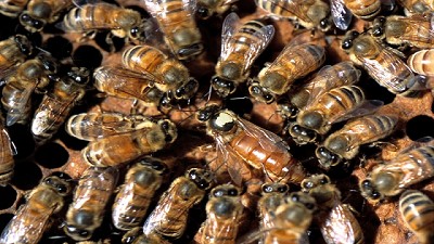 Uruguay abre el mercado de abejas reinas argentinas