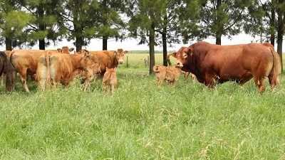 Limousin estará en La Rural de Palermo, con animales de pedigree y novillos en concurso