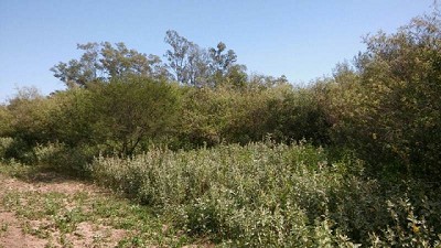 Aportes del INTA para la restauración de la Cuenca Salí-Dulce