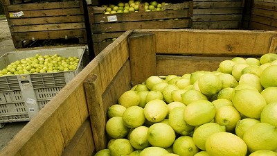 Argentina continuará exportando limones a Japón