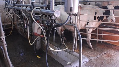 Nuevo estrés en el sector lácteo: el Estado se atrasa en los pagos