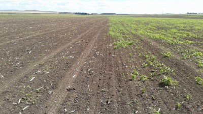 La importancia de elegir el manejo preventivo de las malezas