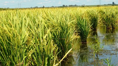 Fuerte caída en la exportación de arroz y leve mejora en la de yerba y té negro
