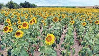 Cae la expectativa de producción mundial de girasol