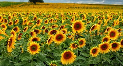 Radio: ¿Qué está pasando en el mundo con las oleaginosas y el girasol?