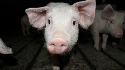 Cerdos y cultivos, una sociedad competitiva