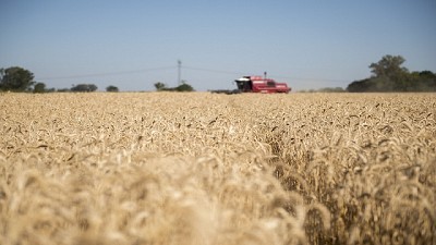 Un paso importante para el trigo