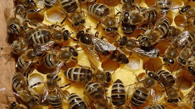 Requisitos para la exportación de abejas reinas