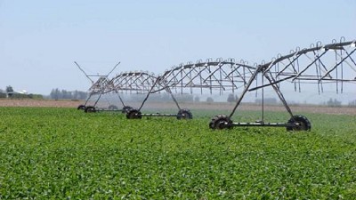 Con riego suplementario se puede hasta duplicar el rendimiento en trigo