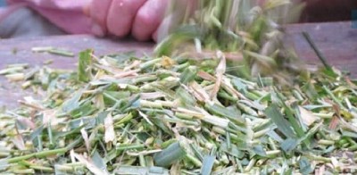 Cebada, una herramienta para la planificación forrajera