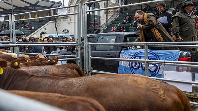 Se realizó el 2° Concurso de Novillos y Block Test